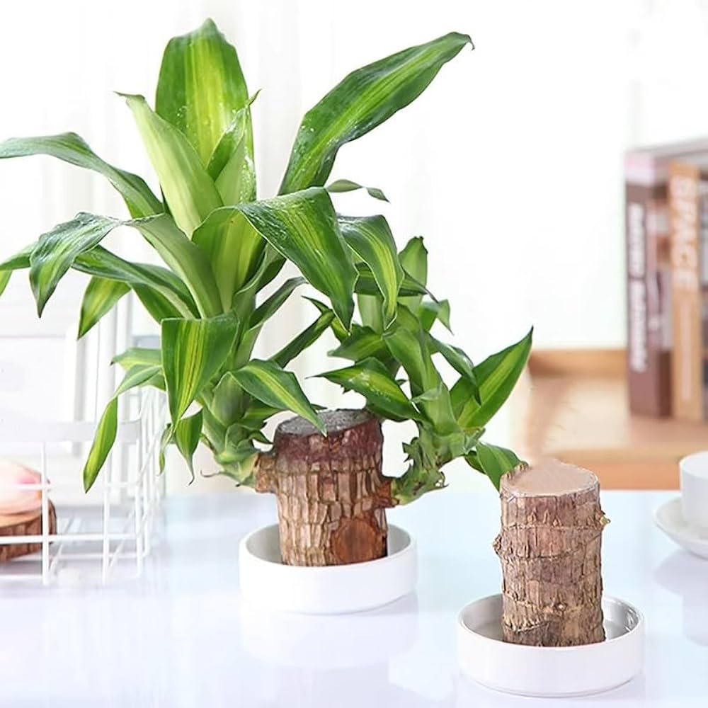 Brazilian Lucky Wood, Mini Home Plant Decorations (Pack of 2)